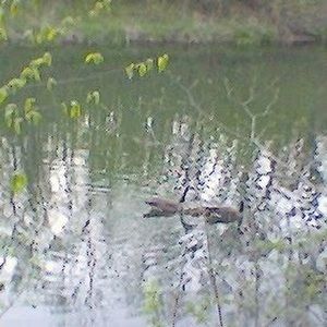 Meet your Posher, Pamela